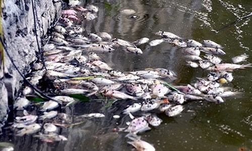 Thu gom 76 tấn cá chết trên hồ Tây đem tiêu hủy